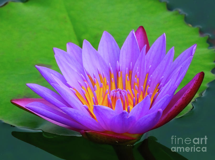 Cape Blue Water Lily Photograph