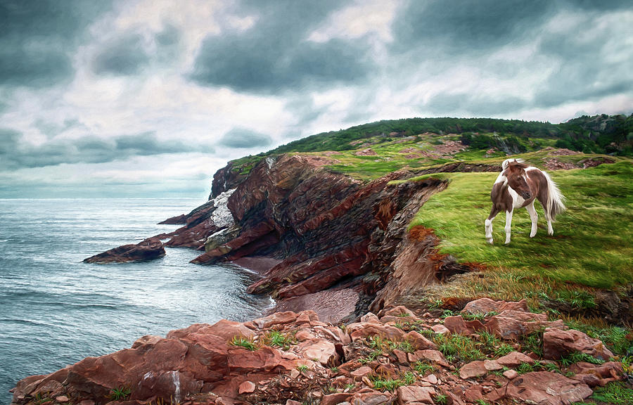Cape Breton Pony Photograph by Tracy Munson