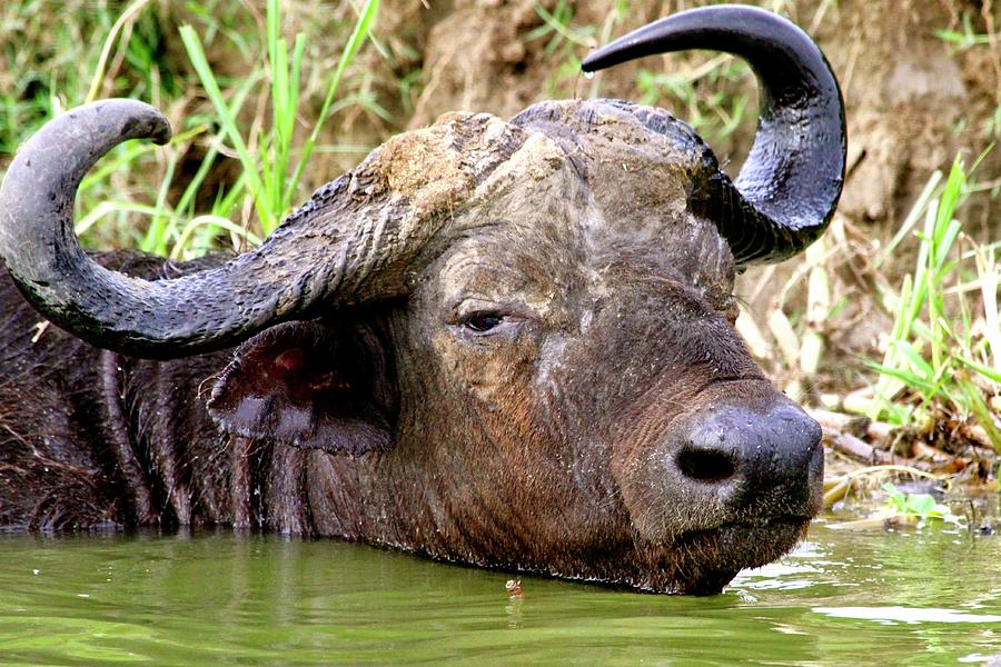 Cape Buffalo Photograph by Beauty Reframed Photography - Fine Art America