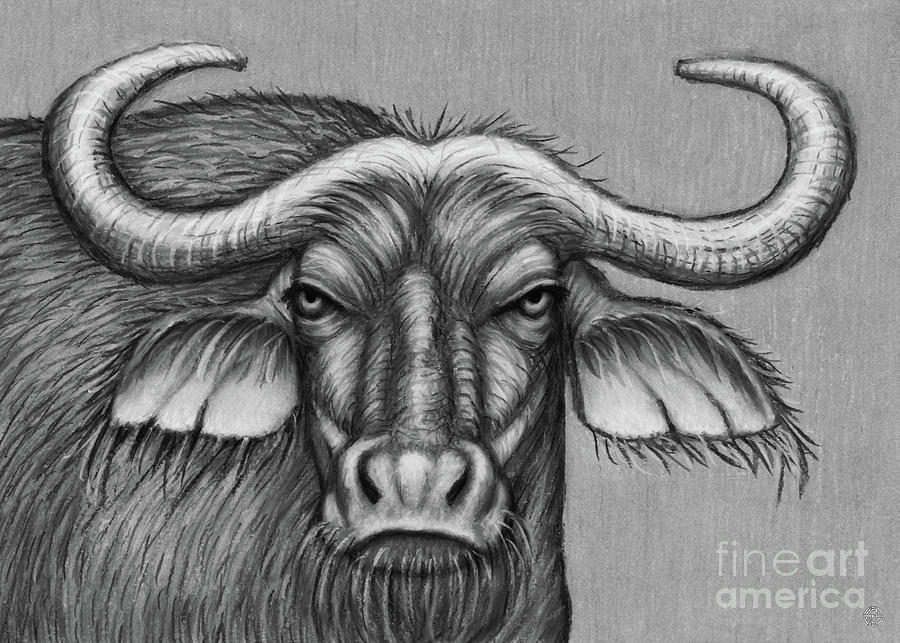Cape Buffalo. Black and White Drawing by Amy E Fraser