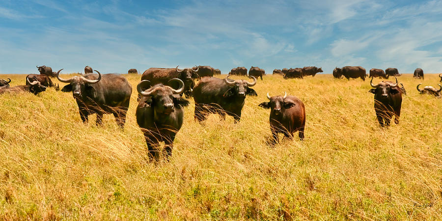 Cape Buffalo Photograph by Bruce Block