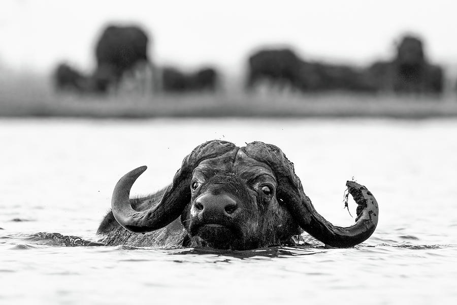 Cape Buffalo Crossing the Chobe Photograph by James Capo Cape Buffalo Crossing the Chobe Photograph by James Capo