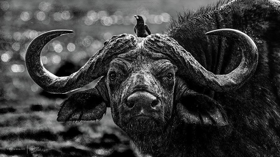 Cape Buffalo Photograph by Darcy Dietrich Cape Buffalo Photograph by Darcy Dietrich