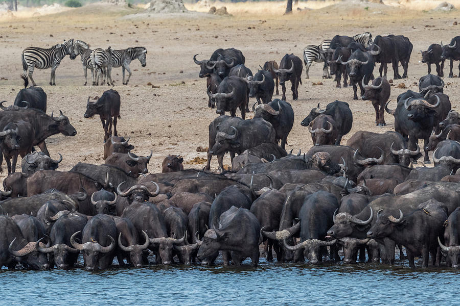 Cape Buffalo Herd Photograph by Bill Cubitt