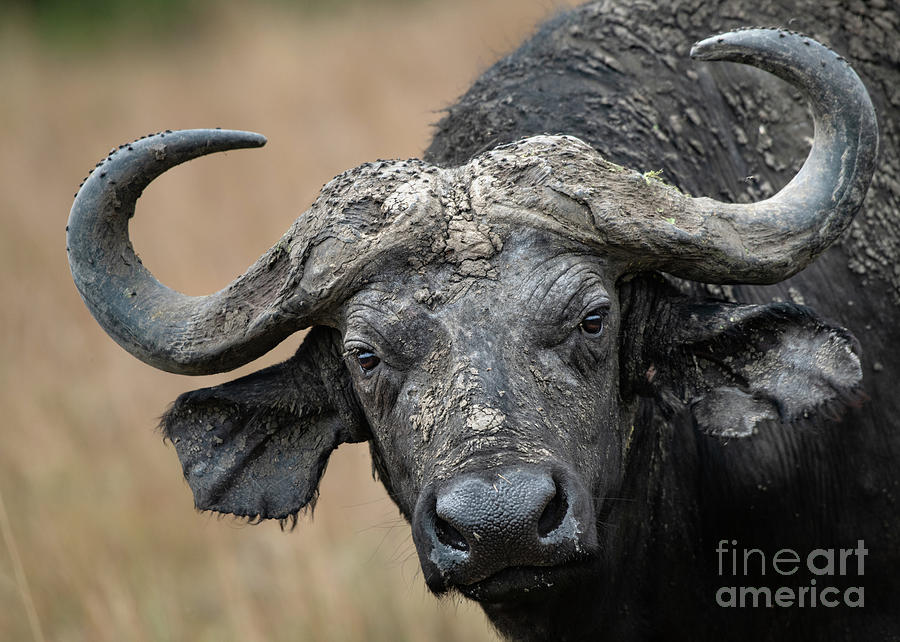 Cape Buffalo In Africa Photograph