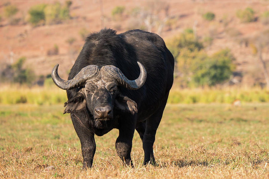 Cape Buffalo in Chobe National Park, Botswana Photograph by Dietmar ...