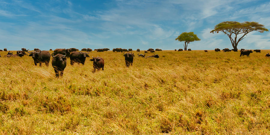 Cape buffalo in the Serengeti Photograph by Bruce Block
