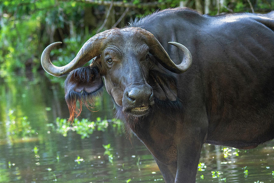 Cape Buffalo In The Water Photograph