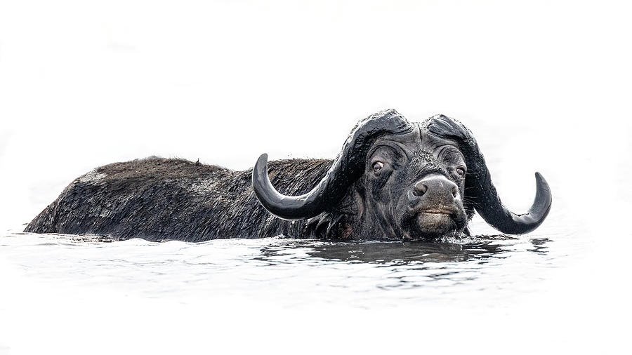 Cape Buffalo Photograph by James Capo Cape Buffalo Photograph by James Capo