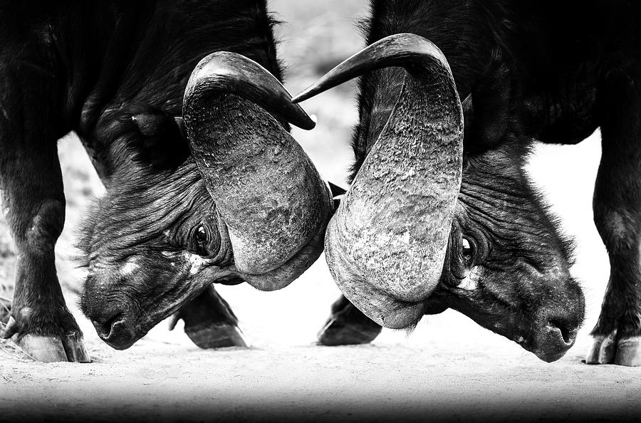 Cape Buffalo locking horns, Kruger Park, South Africa Photograph by Stu Porter