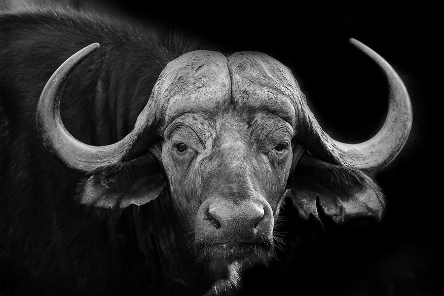 Cape Buffalo Portrait Photograph by Bill Cubitt