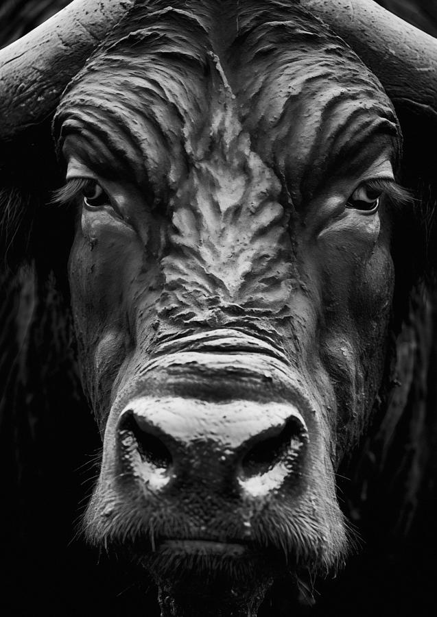Buffalo Photograph - Cape Buffalo Portrait - Black and White Photo by Good Focused