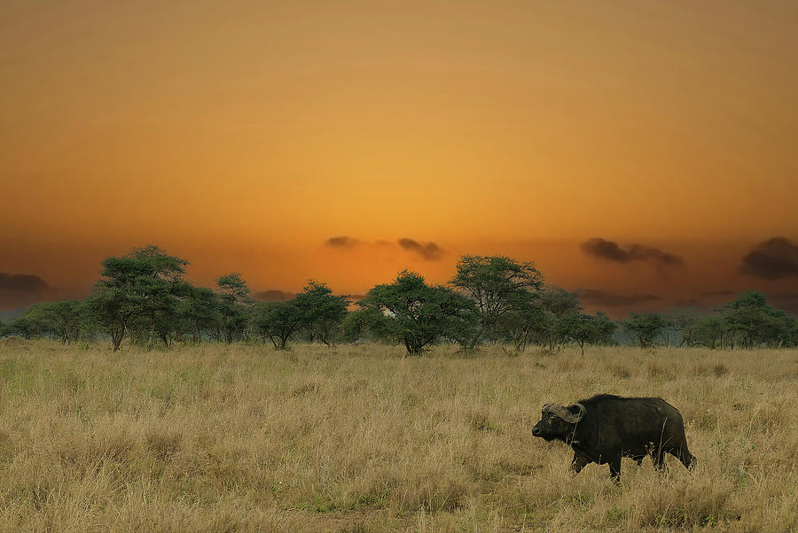 Cape buffalo Syncerus caffer #aYearForArt   on savannah  Photograph by Steve Estvanik