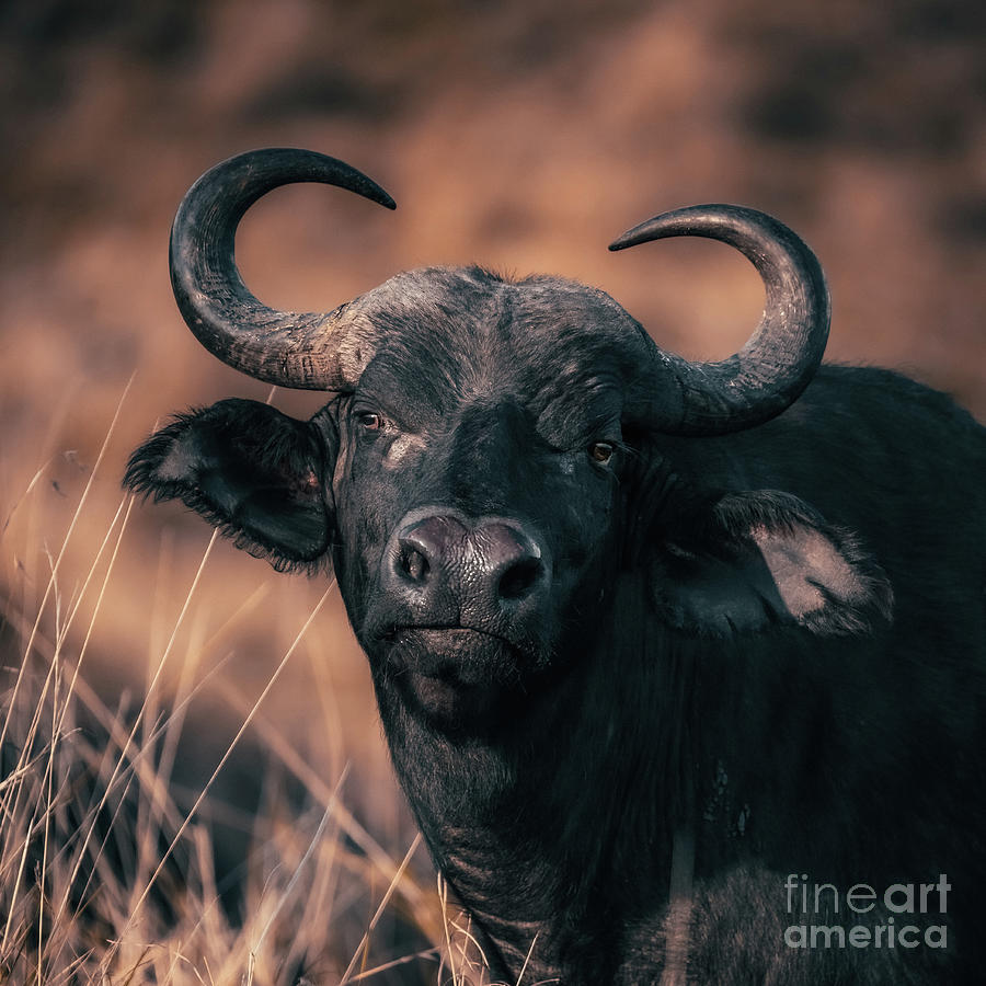 Cape Buffalo, syncerus caffer, in the grasslands of the Masai Ma Photograph by Jane Rix