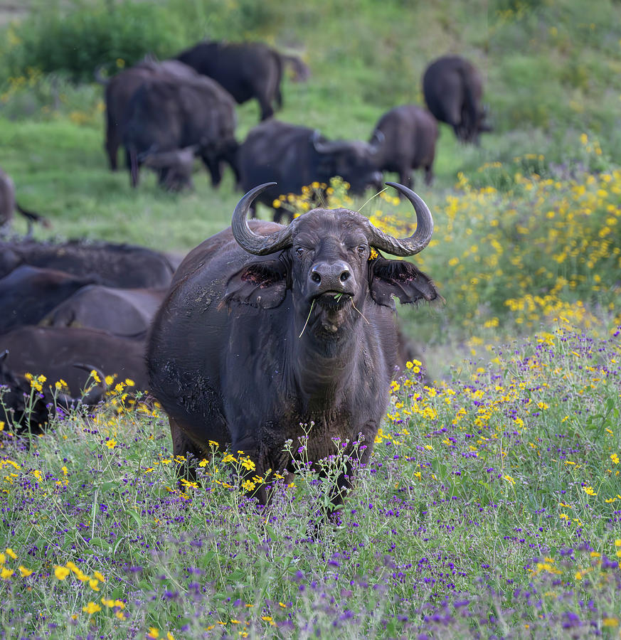 Cape Buffalo Tanzania Africa Photograph by Joan Carroll