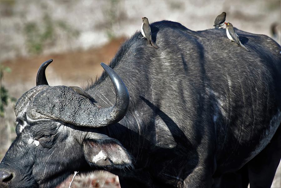 Cape Buffalo Photograph - Cape Buffalo with Oxpeckers by Heidi Fickinger