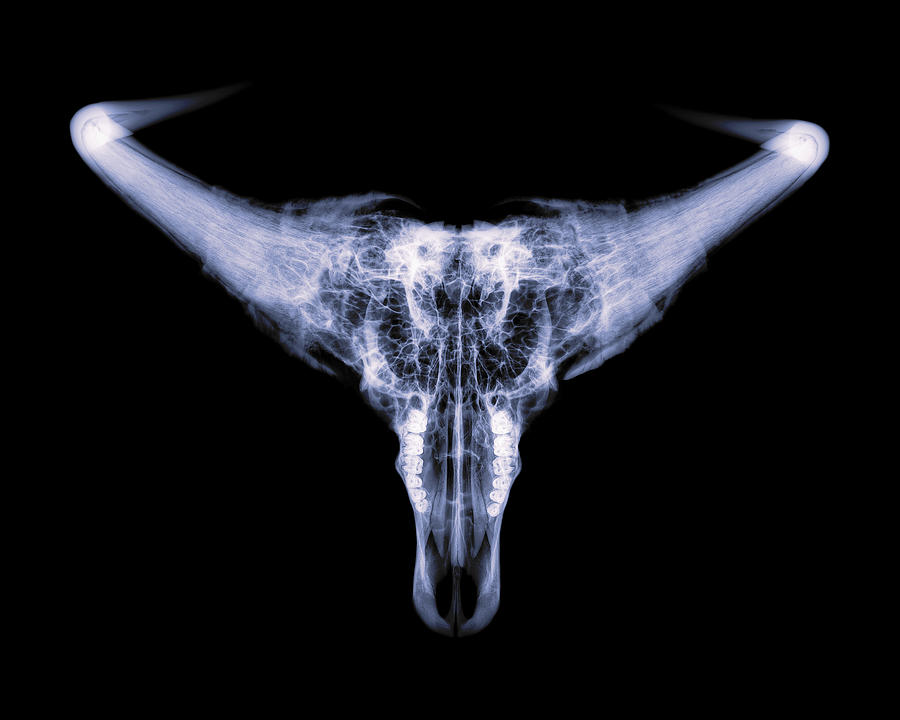Cape Buffalo x-ray -01 Photograph by Rob Graham