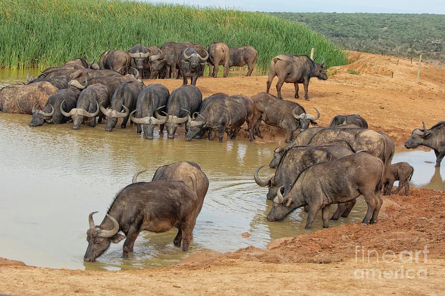 Cape buffaloes drinking at water hole Photograph by Patricia Hofmeester