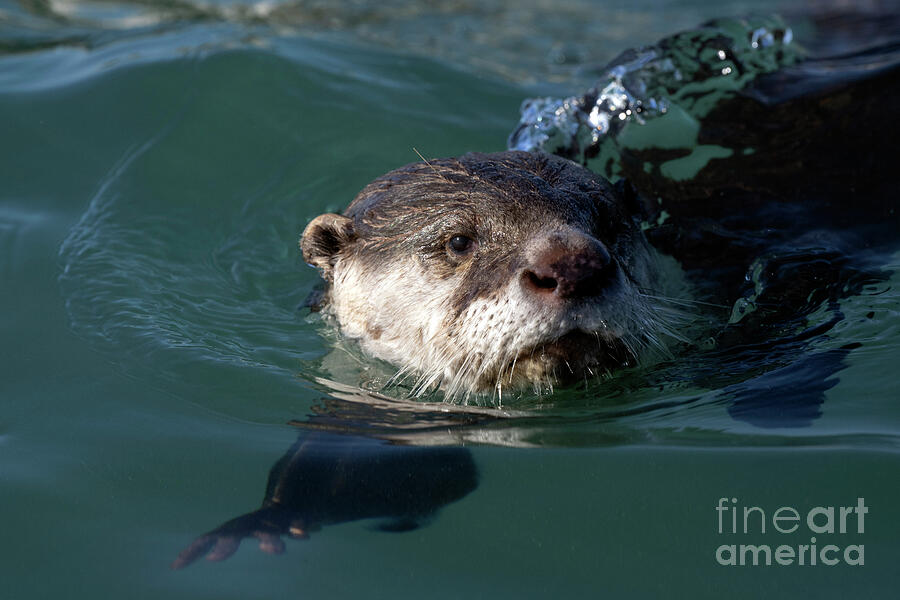 Wildlife Photograph - Cape Clawless Otter by Tony Camacho