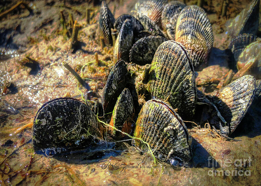 Nature Photograph - Cape Cod Atlantic Ribbed Mussel by Robin Amaral