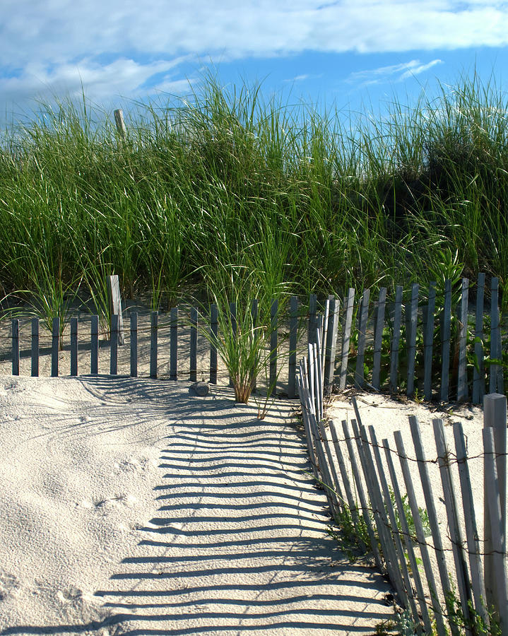 Cape Cod Beach Grass Photograph by Flinn Hackett