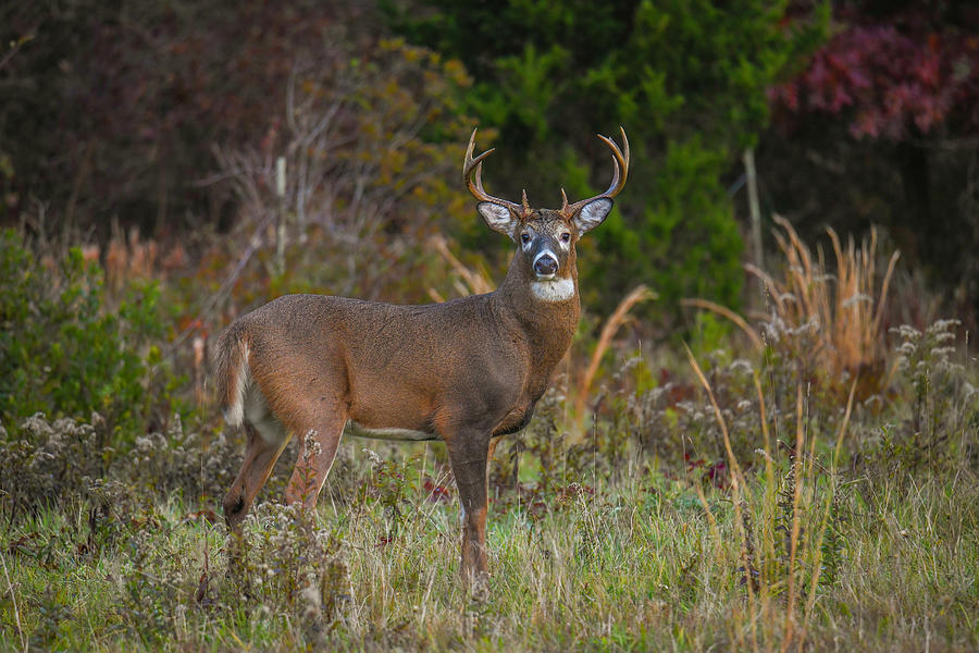 Cape Cod Buck Photograph by Michael Lewis - Fine Art America