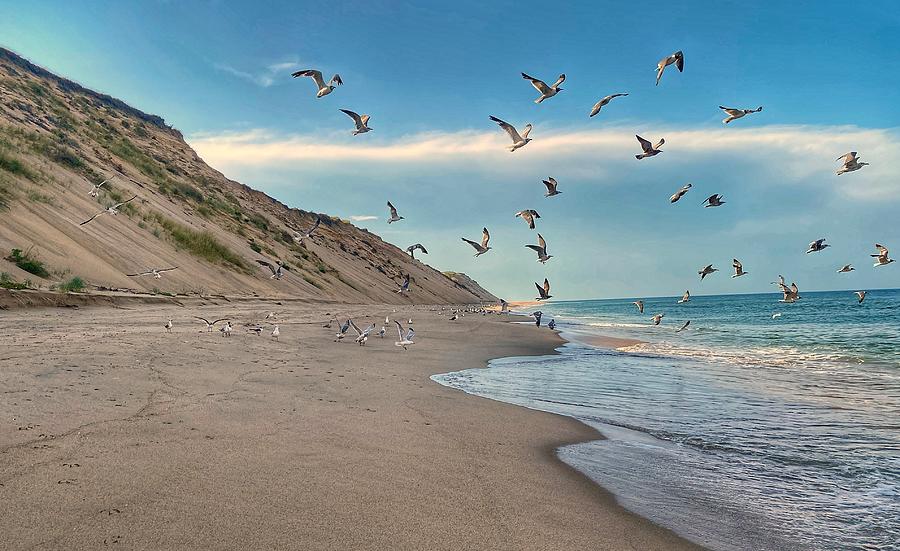 Bird Photograph - Cape Cod by Corey Sheehan