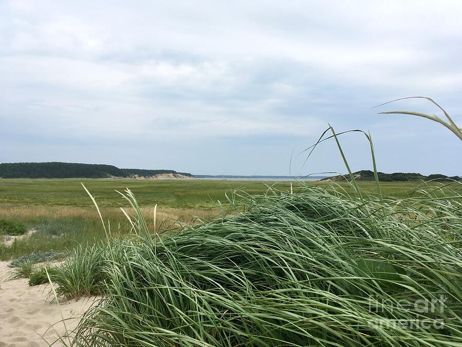 Cape Cod Grass Photograph by Saving Memories By Making Memories Cape Cod Grass Photograph by Saving Memories By Making Memories