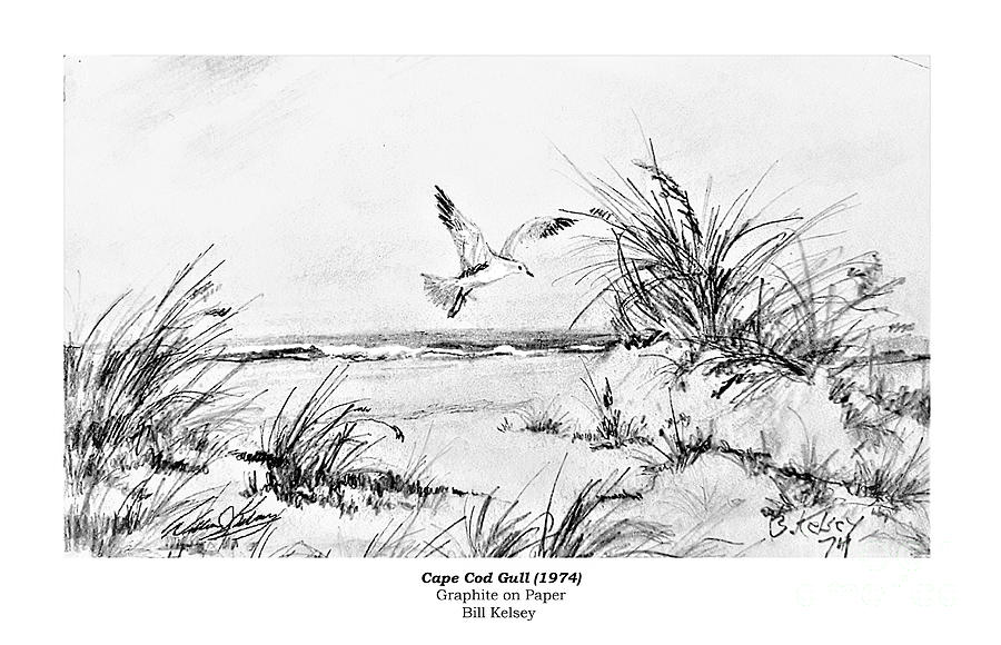 Black And White Drawing - Cape Cod Gull by William Kelsey