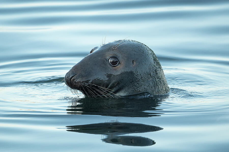 Cape Cod Harbor Seal Photograph by Julie Barrick - Fine Art America