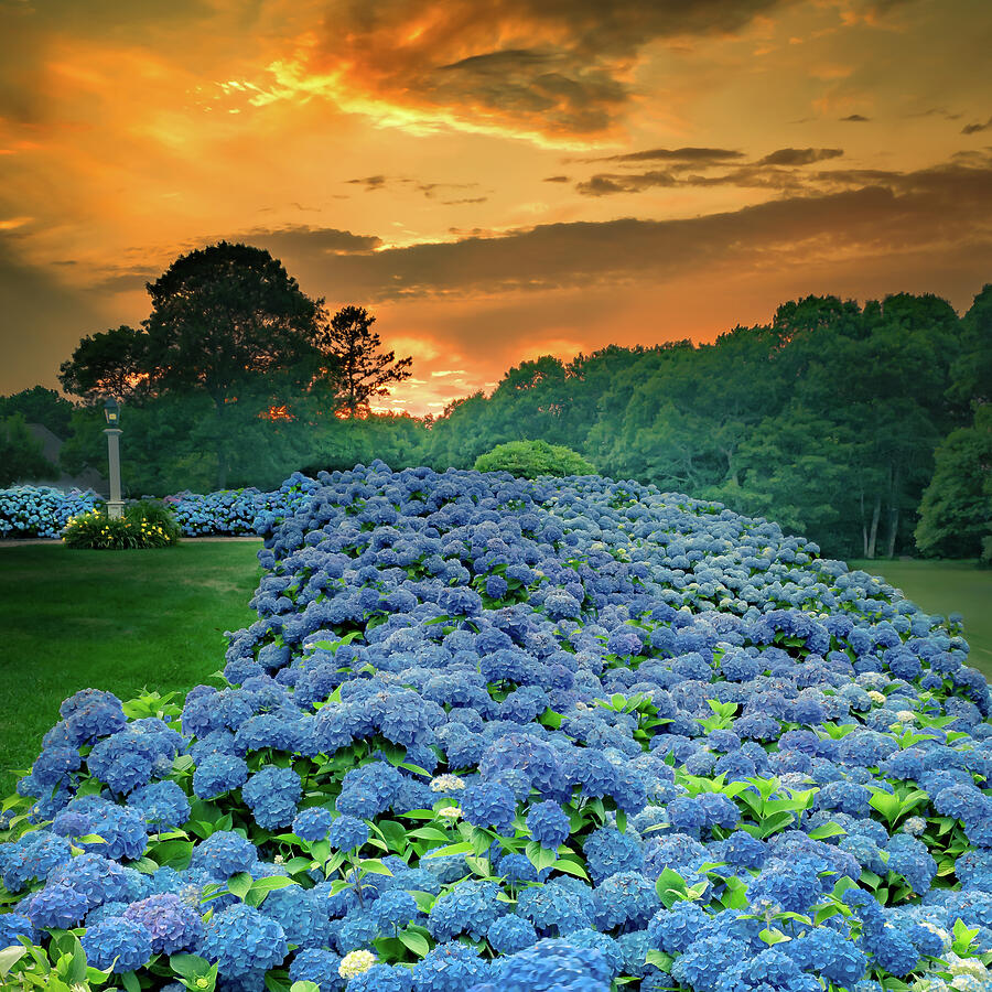 Cape Cod Hydrangea Photograph by John Mara Pixels