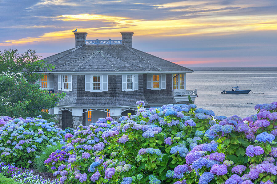 Cape Cod Hydrangeas Summer Home Photograph By Juergen Roth - Fine Art 