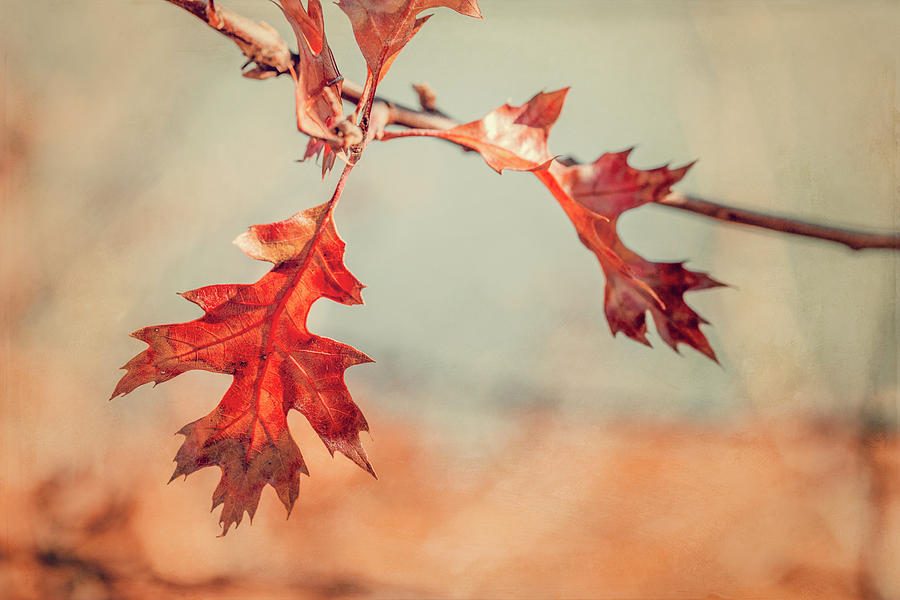 Cape Cod Oak Leaves in Autumn Photograph by Brooke T Ryan