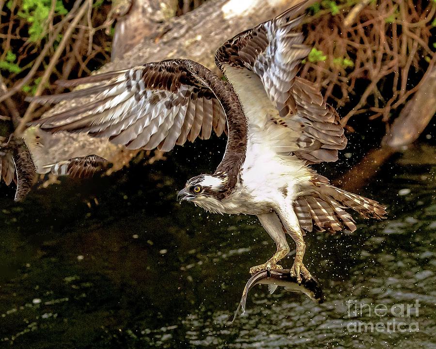 cape osprey