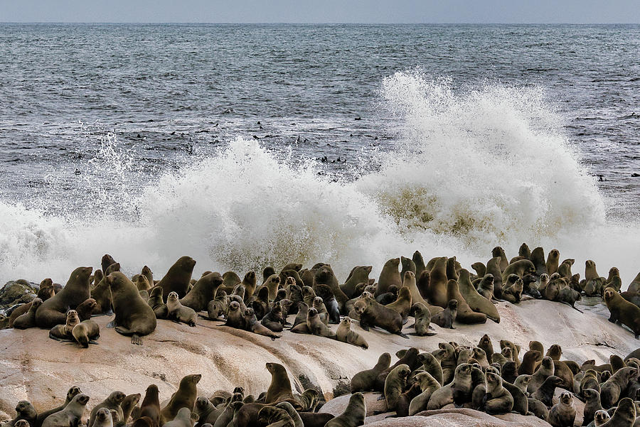 Cape Cross Fur Seals  Photograph by ROAR AFRICA by Rockford Draper