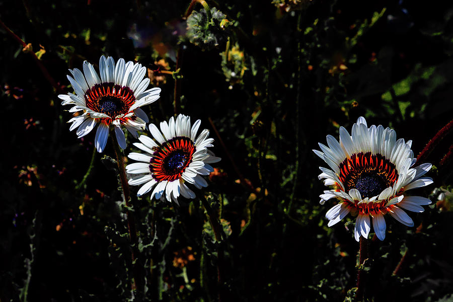 Cape Daisies Photograph by David Patterson