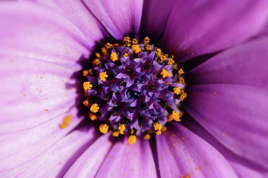 Cape Daisy Osteospermum flower Photograph by Mike Fusaro