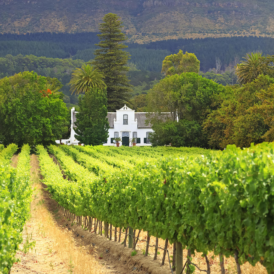 Cape Dutch Manor House and Vineyard, South Africa Photograph by Espiegle