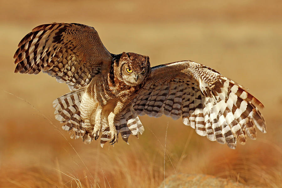 Cape Eagle Owl Landing Photograph by MaryJane Sesto