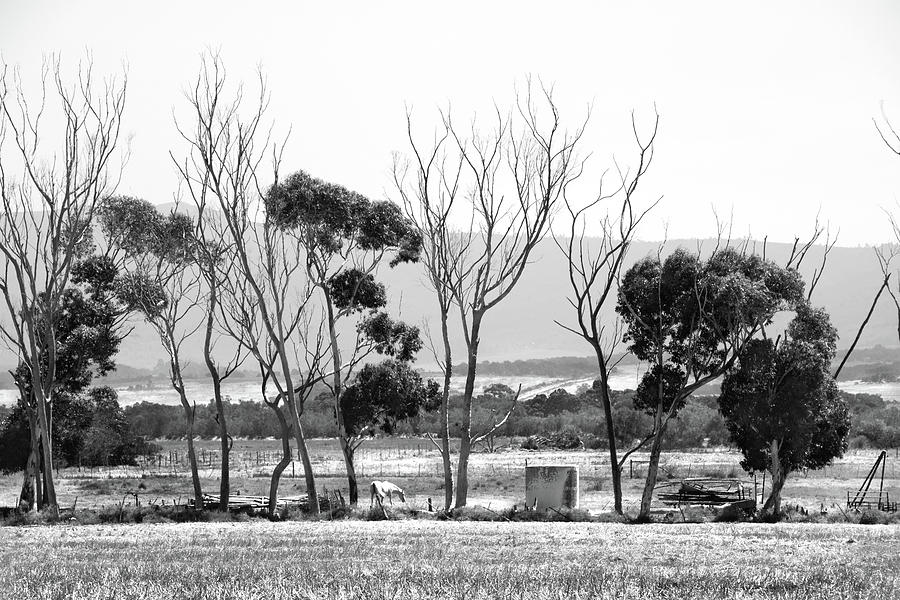 Cape Farm Photograph by Mia Badenhorst Cape Farm Photograph by Mia Badenhorst
