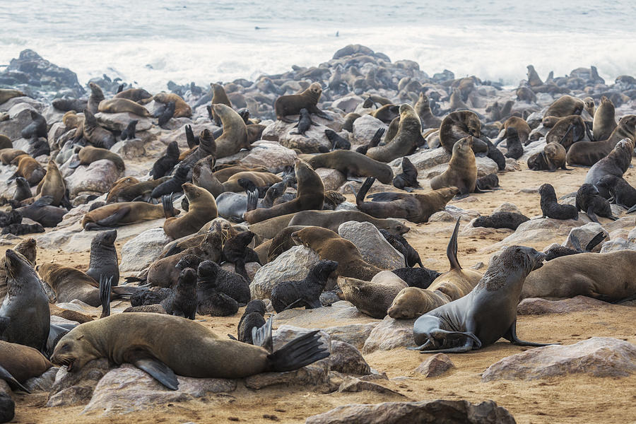 Cape Fur Seal Colony Photograph by Arctic-Images