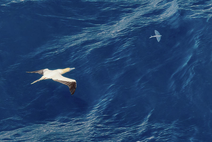 Cape Gannet Chasing a Flying Fish at Sea Between Mozambique and Madagascar Photograph by William Dickman