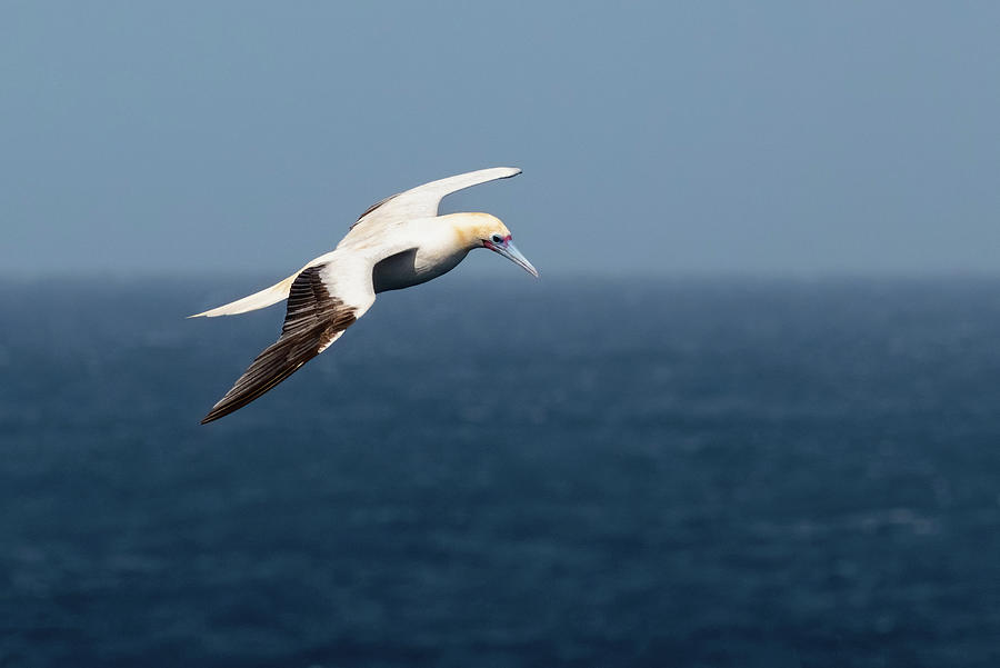 Cape Gannet in Flight at Sea Between Mozambique and Madagascar I Photograph by William Dickman