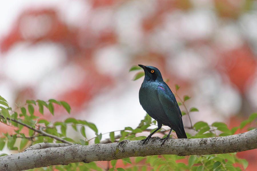 Cape Glossy Starling Photograph by Adrian O Brien