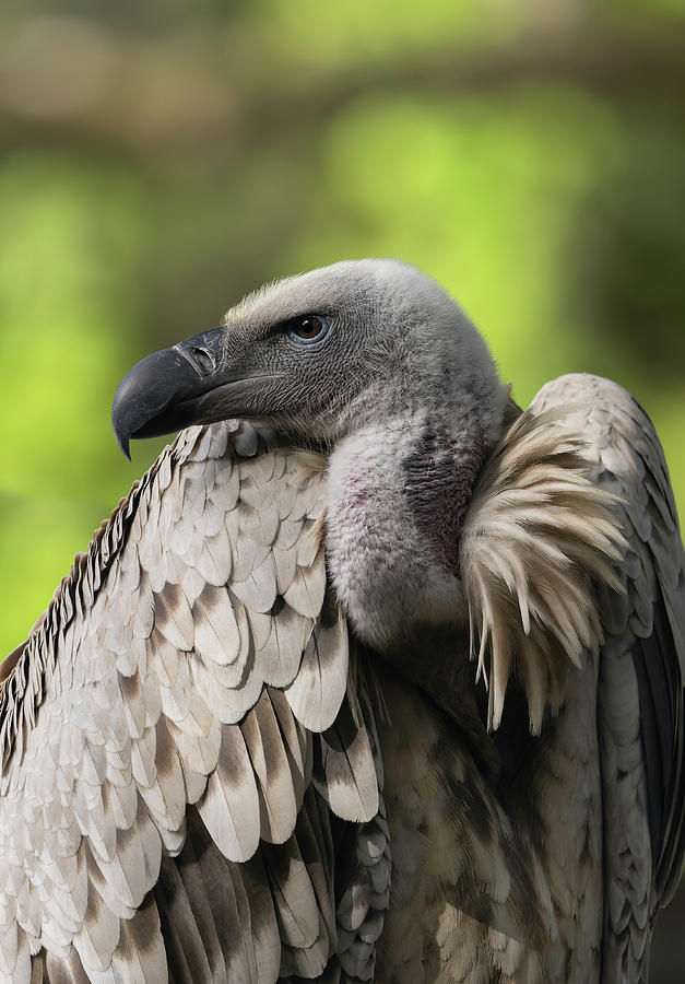 Cape Griffon Vulture in Profile Photograph by Dennis Warsaw - Fine Art ...