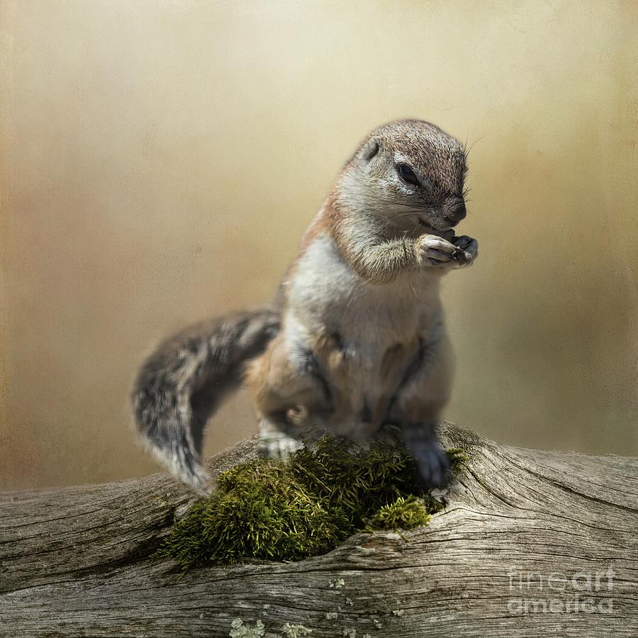 Cape Ground Squirrel Photograph by Eva Lechner