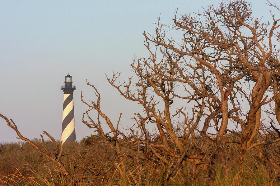 Cape Hatteras Lighthouse Through the Brush Photograph by Liza Eckardt