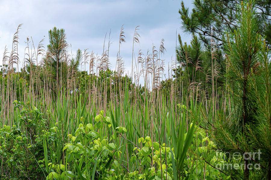 Cape Henlopen State Park Grasses Photograph by Bob Phillips