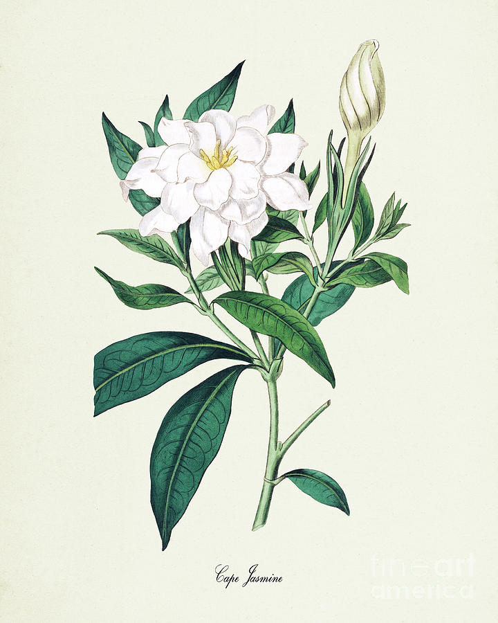 Cape Jasmine Flower Botanical Print Digital Art by Visual Design