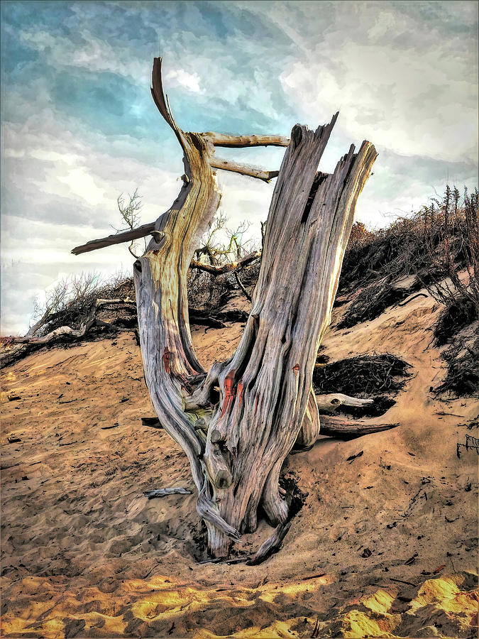 Cape May Dunes Photograph by Bearj B Photo Art